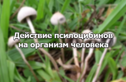 действие грибов
