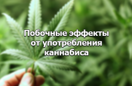 эффект от конопли