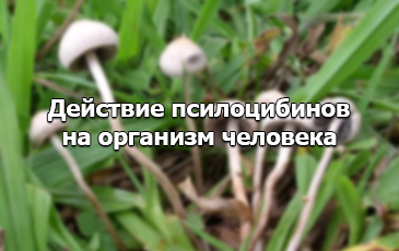 действие грибов